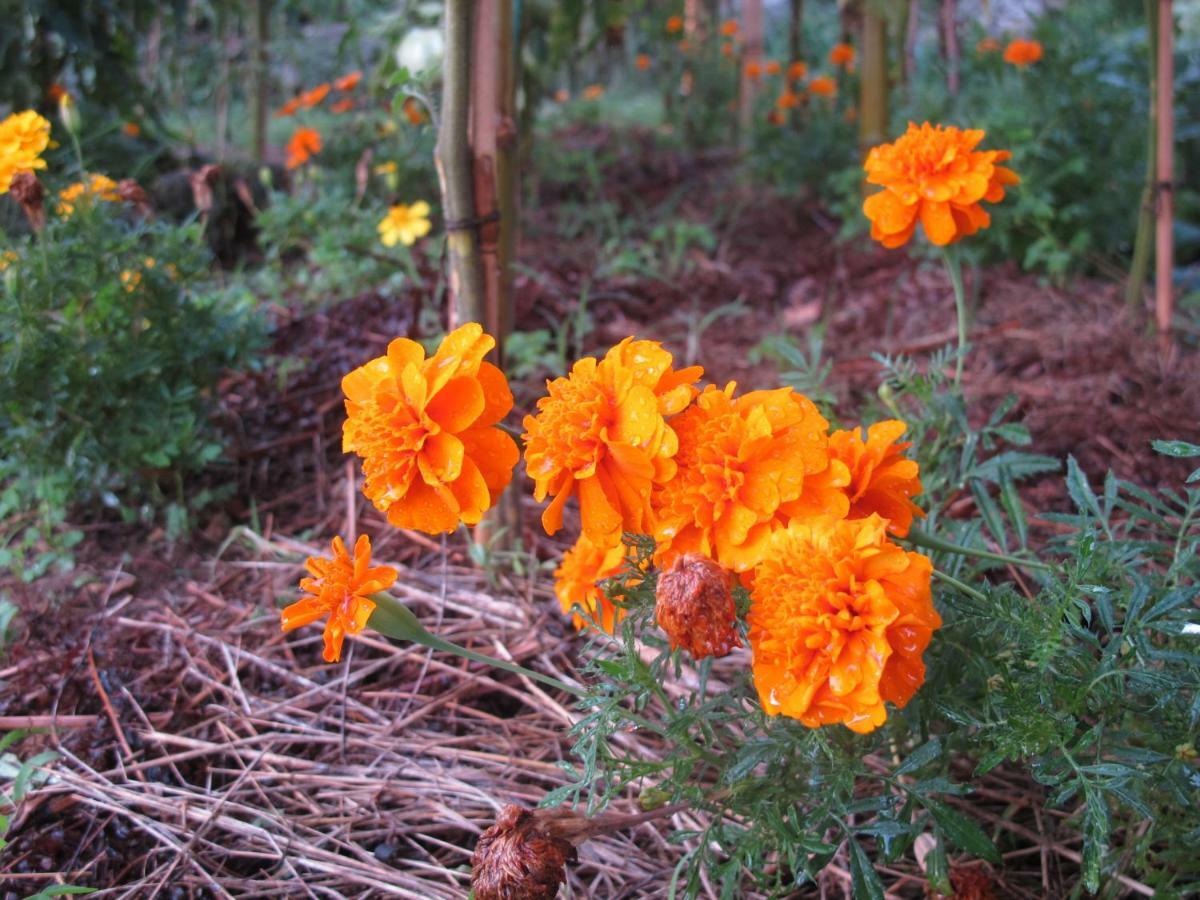 Cottage Poppy Tursac Exterior photo
